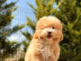 6 Aylik 1.5 Kg Mini Toy Poodle Oğlumuz