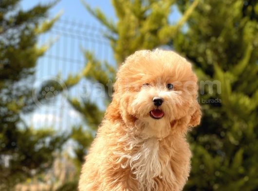 6 Aylik 1.5 Kg Mini Toy Poodle Oğlumuz görsel