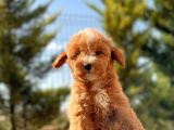 Red Di̇şi̇ Toy Poodle Bebeği̇mi̇z
