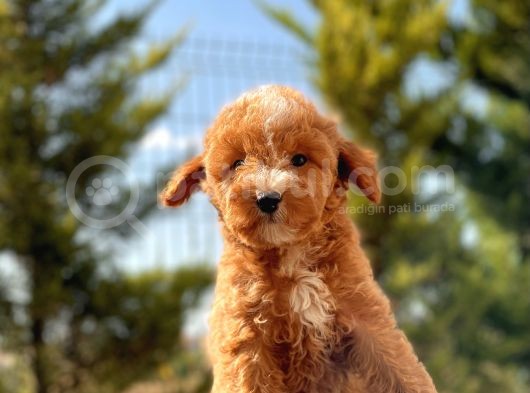Red Di̇şi̇ Toy Poodle Bebeği̇mi̇z görsel