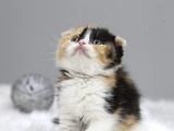 Di̇şi̇ Scottish Fold  Cali̇co Yavru