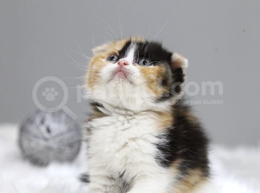 Di̇şi̇ Scottish Fold  Cali̇co Yavru