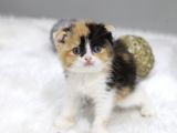 Di̇şi̇ Scottish Fold  Cali̇co Yavru