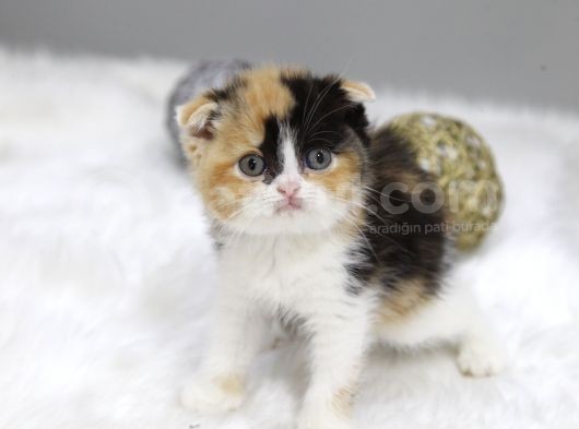 Di̇şi̇ Scottish Fold  Cali̇co Yavru görsel