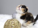 Di̇şi̇ Scottish Fold  Cali̇co Yavru