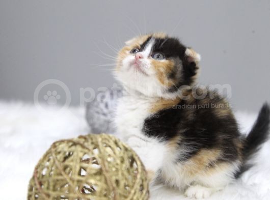 Di̇şi̇ Scottish Fold  Cali̇co Yavru görsel