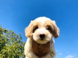 Show Kali̇te Malti̇poo Yavrularimiz