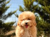 6 Aylik 1.5 Kg Mini Toy Poodle Oğlumuz