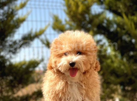 6 Aylik 1.5 Kg Mini Toy Poodle Oğlumuz görsel