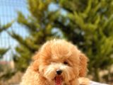 6 Aylik 1.5 Kg Mini Toy Poodle Oğlumuz