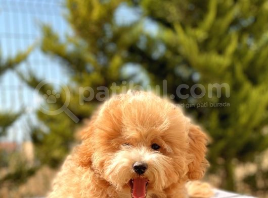 6 Aylik 1.5 Kg Mini Toy Poodle Oğlumuz görsel