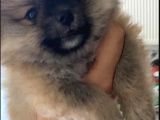 Pomeranian