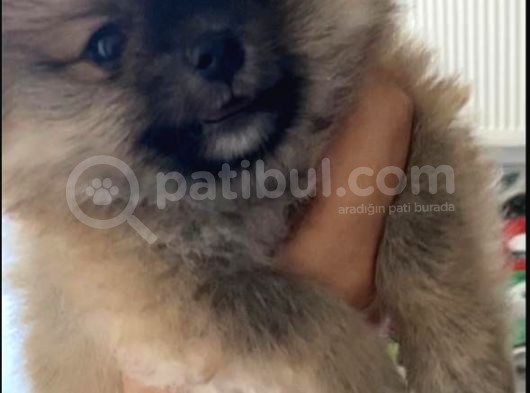 Pomeranian görsel