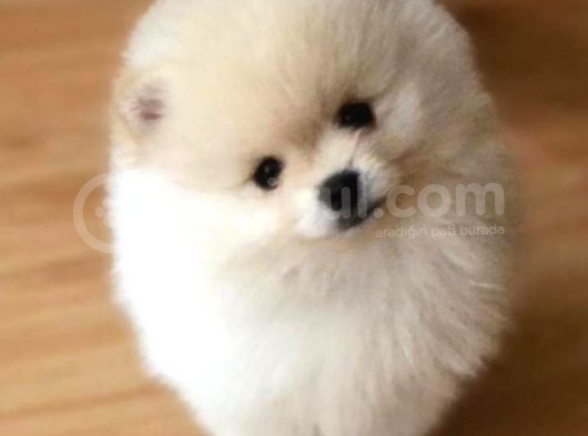 Pomeranian görsel