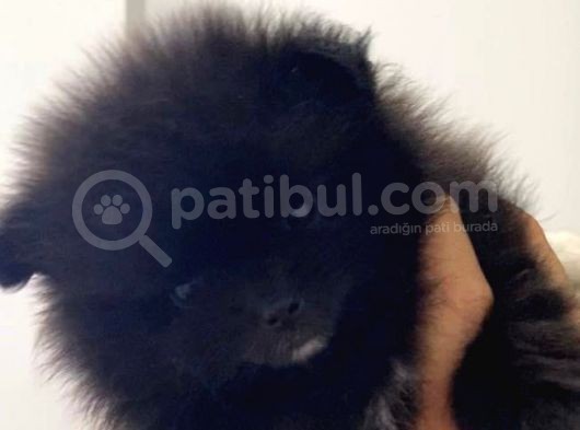 Pomeranian görsel