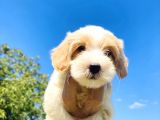 Show Kali̇te Malti̇poo Yavrularimiz