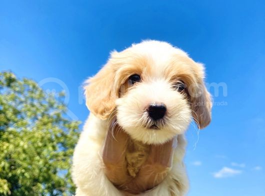 Show Kali̇te Malti̇poo Yavrularimiz
