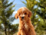 Red Di̇şi̇ Toy Poodle Bebeği̇mi̇z