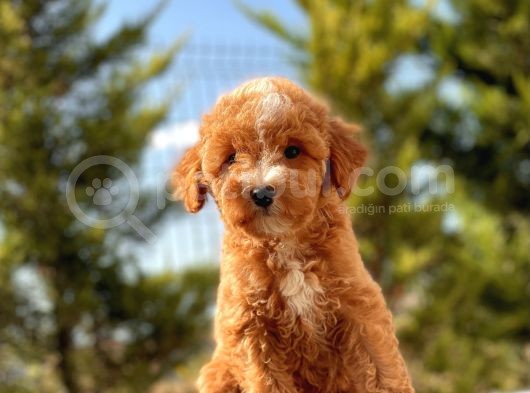 Red Di̇şi̇ Toy Poodle Bebeği̇mi̇z görsel