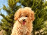 6 Aylik 1.5 Kg Mini Toy Poodle Oğlumuz