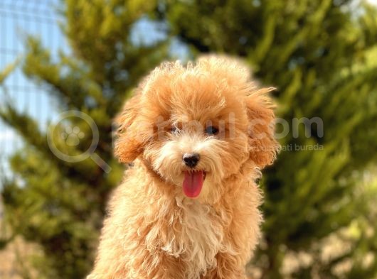 6 Aylik 1.5 Kg Mini Toy Poodle Oğlumuz