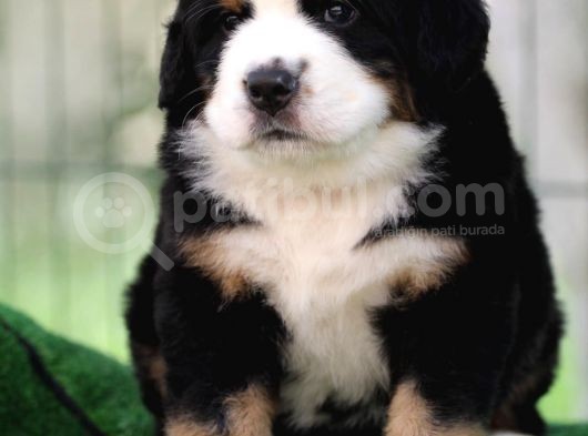Fci Şecereli Bernese Mountain Dog görsel