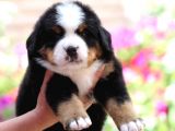 Fci Şecereli Bernese Mountain Dog