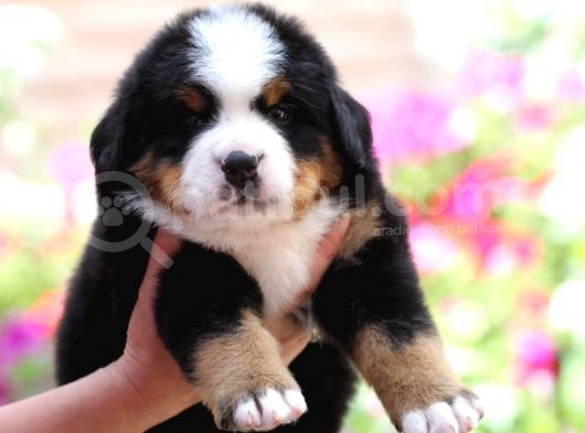 Fci Şecereli Bernese Mountain Dog görsel