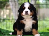 Fci Şecereli Bernese Mountain Dog