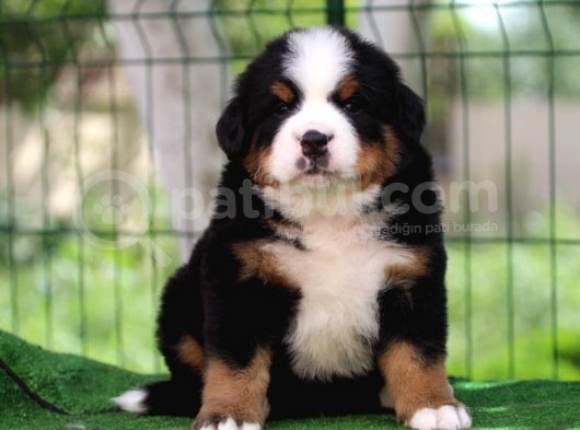 Fci Şecereli Bernese Mountain Dog