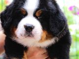 Fci Şecereli Bernese Mountain Dog