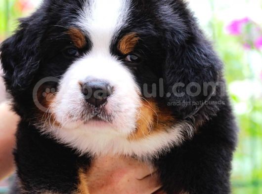 Fci Şecereli Bernese Mountain Dog görsel