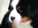 Fci Şecereli Bernese Mountain Dog