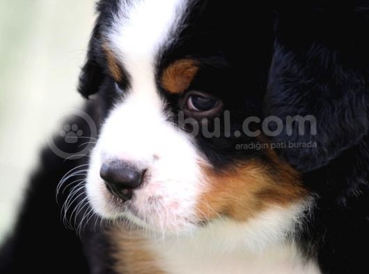 Fci Şecereli Bernese Mountain Dog görsel