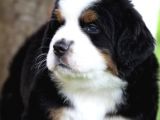 Fci Şecereli Bernese Mountain Dog