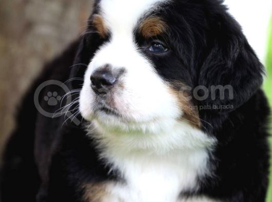 Fci Şecereli Bernese Mountain Dog görsel