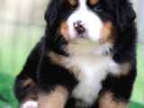 Fci Şecereli Bernese Mountain Dog