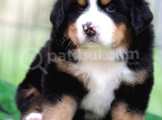 Fci Şecereli Bernese Mountain Dog görsel