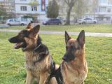 Safkan Alman Kurdu Yavruları Anne Emekli Polis Eski K9