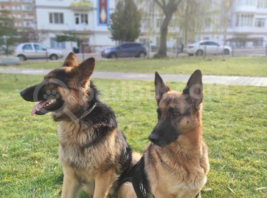 Safkan Alman Kurdu Yavruları Anne Emekli Polis Eski K9 görsel