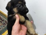 Safkan Alman Kurdu Yavruları Anne Emekli Polis Eski K9
