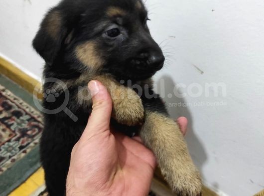 Safkan Alman Kurdu Yavruları Anne Emekli Polis Eski K9