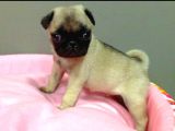 Pug Bebekler