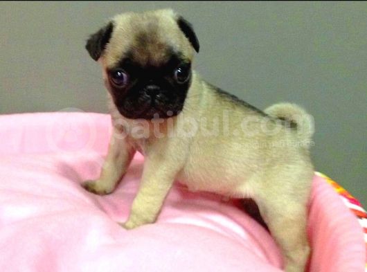 Pug Bebekler