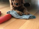 Toy Poodle