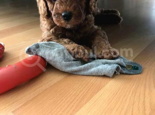 Toy Poodle