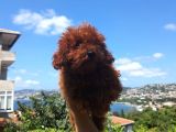 Toy Poodle