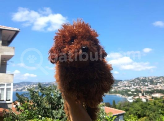 Toy Poodle