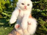 Karbeyaz Scottish Fold Yavrularımız