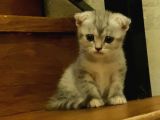 British Shorthair Anne Ve Scr Scottish Fold Baba